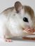 Librarymouse