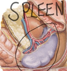 Christopher Mcmaster