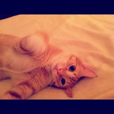 Meredith