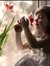 Heba