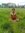 Bhimsen