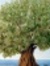 Eyad