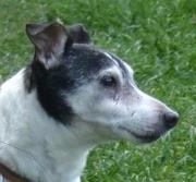 Nigel