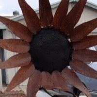 Heather-SunflowerQueen