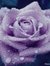 Aseel