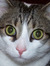 Boris Kitty