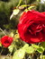 Rosanne