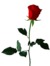 Akash Ahmed