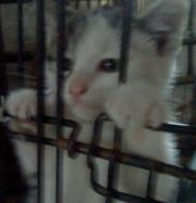 Frances