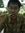 Yoel