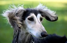 Cic il ciclista stanco