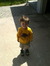 Miah