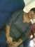Riddhi