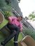 Amit