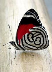 Harneet