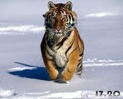 Tarek