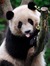 Panda1602