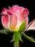 Vignesh...