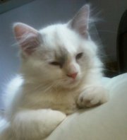 Nancy