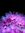 Geetha