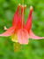 Columbine