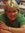 Gail