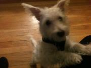 Mini Westie