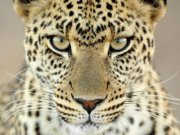 Tabitha