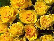 Dianne