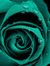 A. Rose