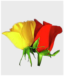 Hemanth Kumar Puridi