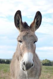 Alfonso