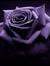 Himani