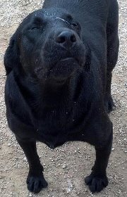 Dixie