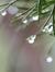 Shweta