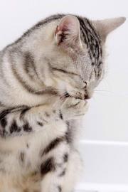 Bibliophile at large