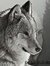 Clyde Wolfe
