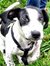 Lotti