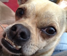 Ghoulie
