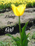 Urailak