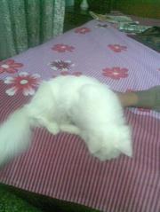 Bareirah