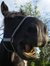 Nerys