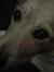 Amy