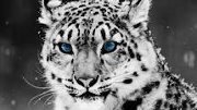 Shashank