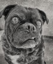 Jacek