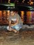Ahmed