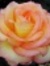 Roseann...