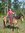 Lorinda