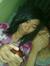 Laicah