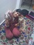Aparna